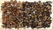 Ceviz Sabunu Kullanımı ve Faydaları Nelerdir?